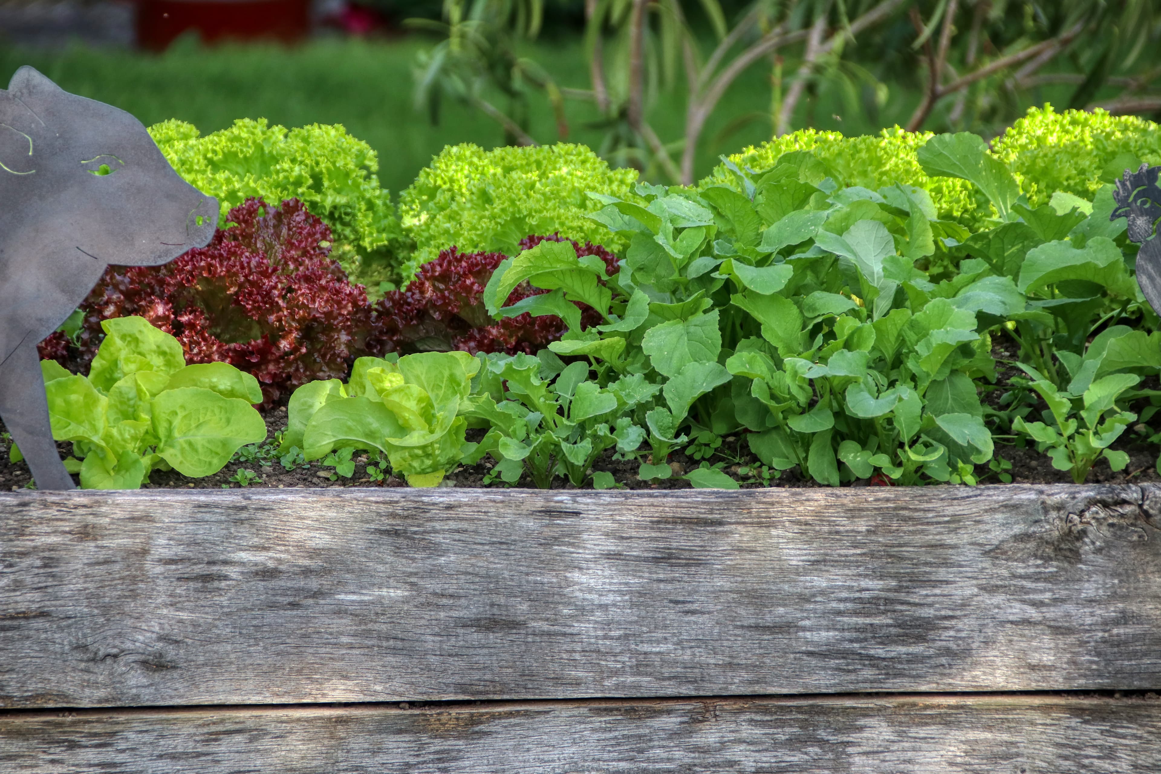Beautiful raised garden bed with fresh lettuce and greens